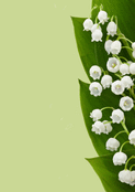 Élégance du muguet en pleine floraison